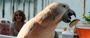 bird-with-cocktail.jpg